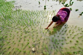 A farmer plants rice in Rupan, Nepal.